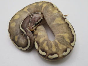 GHI Mojave Yellow Belly Pastel Ball Pythons Males