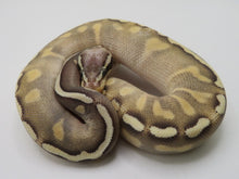 Load image into Gallery viewer, GHI Mojave Yellow Belly Pastel Ball Pythons Males
