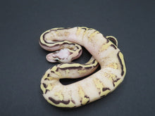 Load image into Gallery viewer, Super Pastel Spark Yellow belly Male
