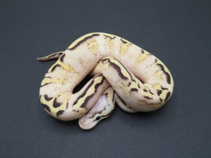 Super Pastel Spark Yellow belly Male