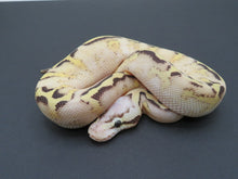 Load image into Gallery viewer, Super Pastel Spark Yellow belly Male
