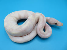 Load image into Gallery viewer, Super Banana Ball Python Male
