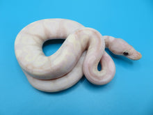 Load image into Gallery viewer, Super Banana Ball Python Male
