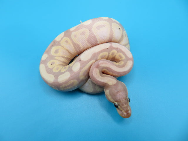 Banana Pastel Ball Python Male