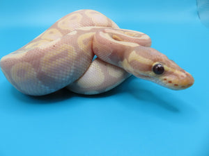 Banana Pastel Ball Python Male