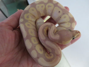 Banana Pastel Ball Python Male