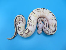 Load image into Gallery viewer, Super Pastel Spark Yellow belly Male
