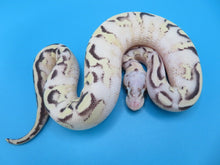 Load image into Gallery viewer, Super Pastel Spark Yellow belly Male
