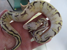 Load image into Gallery viewer, Super Pastel Spark Yellow belly Male
