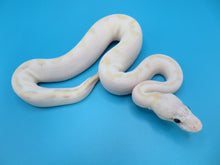 Load image into Gallery viewer, Super Pastel Spark Yellow belly Female
