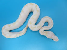 Load image into Gallery viewer, Super Pastel Spark Yellow belly Female
