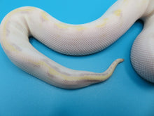 Load image into Gallery viewer, Super Pastel Spark Yellow belly Female
