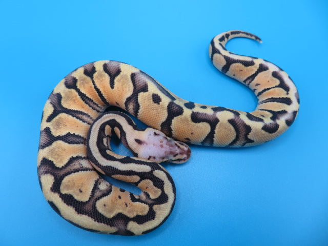 Super Pastel Clown Ball Python B3