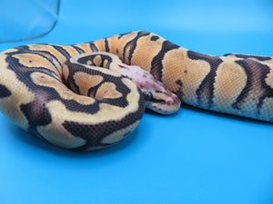 Super Pastel Clown Ball Python B3