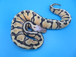 Super Pastel Clown Ball Python B3