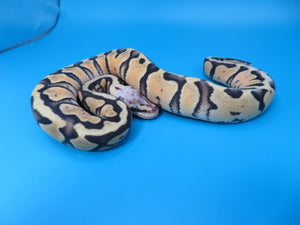 Super Pastel Clown Ball Python B3