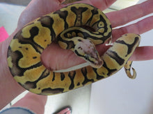 Load image into Gallery viewer, Super Pastel Clown Ball Python Female
