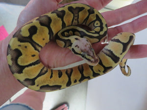 Super Pastel Clown Ball Python B3