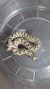 Artic Western Hognose