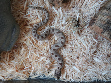 Load image into Gallery viewer, Artic Anaconda Western Hognose
