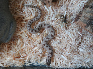 Artic Anaconda Western Hognose Female