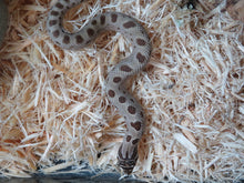 Load image into Gallery viewer, Artic Anaconda Western Hognose Female
