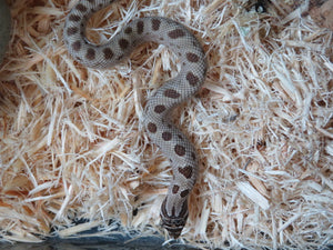 Artic Anaconda Western Hognose Female