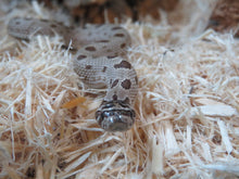 Load image into Gallery viewer, Artic Anaconda Western Hognose Female
