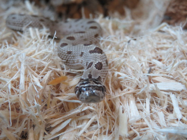 Artic Anaconda Western Hognose Female