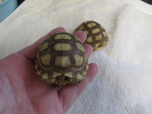 Sulcata Tortoise baby Unsexed