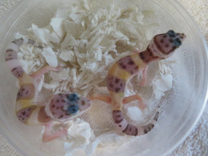 Leopard Gecko Babies