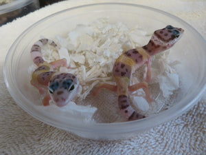 Leopard Gecko Babies