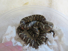 Load image into Gallery viewer, Brook&#39;s King Snake Baby
