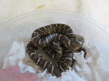 Load image into Gallery viewer, Brook&#39;s King Snake Baby
