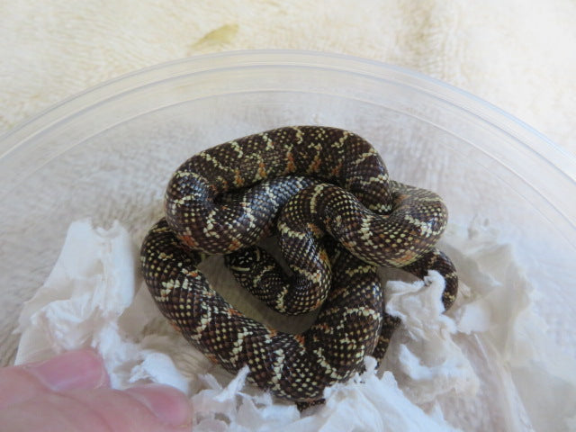 Brook's King Snake Baby