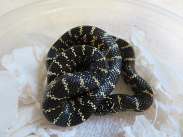 Florida King Snake Baby