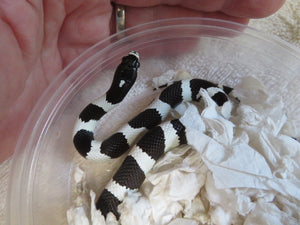 Black & White Banded California King Baby