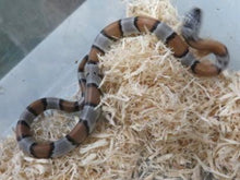 Load image into Gallery viewer, Grey Banded King snake Baby
