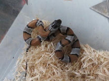 Load image into Gallery viewer, Grey Banded King snake Baby
