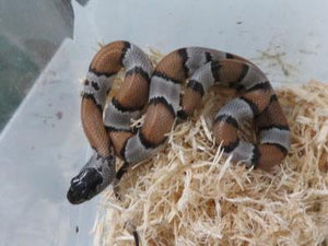 Grey Banded King snake Baby