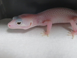 Diablo Blanco Leopard Gecko Babies