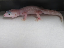 Load image into Gallery viewer, Diablo Blanco Leopard Gecko Babies
