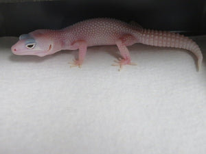 Diablo Blanco Leopard Gecko Babies