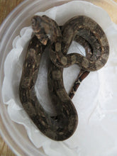 Load image into Gallery viewer, Central American Boa baby
