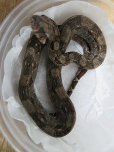 Central American Boa baby