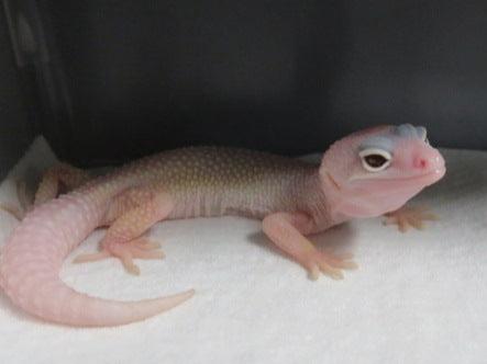 Diablo Blanco Leopard Gecko Babies