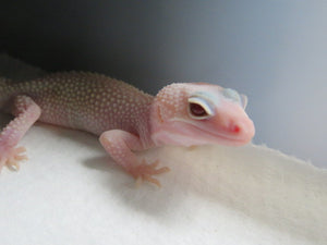 Diablo Blanco Leopard Gecko Babies