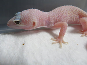 Diablo Blanco Leopard Gecko Babies