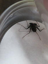 Load image into Gallery viewer, Central American Tailless Whip Scorpion
