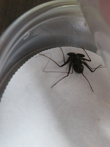 Central American Tailless Whip Scorpion